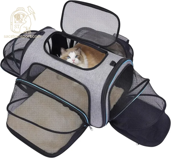 Chat à l’intérieur du sac extensible en position cabine avion